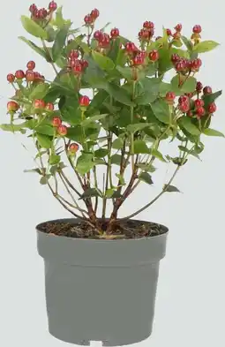 Intratuin Hertshooi (Hypericum 'Miracle Marvel') D 17 H 45 cm aanbieding