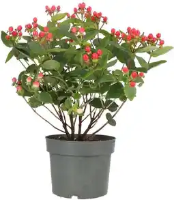 Intratuin Hertshooi (Hypericum 'Miracle Attraction') D 17 H 45 cm aanbieding