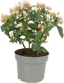 Intratuin Hertshooi (Hypericum 'Miracle Blossom') D 17 H 45 cm aanbieding