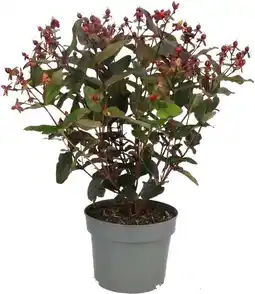 Intratuin Hertshooi (Hypericum 'Miracle Night') D 17 H 45 cm aanbieding