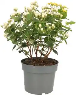 Intratuin Hertshooi (Hypericum 'Miracle Blizz') D 17 H 45 cm aanbieding