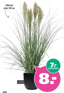 Ranzijn volwassen plant 180 cm aanbieding