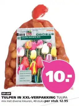 Ranzijn Tulipa darwin mix aanbieding