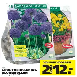 Ranzijn Baltus Allium Purple Sensation aanbieding