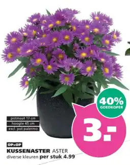Ranzijn kussenaster aster aanbieding