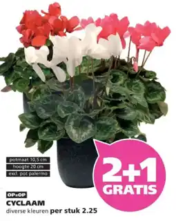 Ranzijn CYCLAAM aanbieding