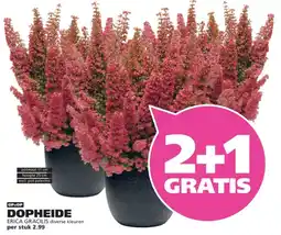 Ranzijn DOPHEIDE aanbieding
