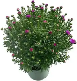 Intratuin Aster (Aster novi-belgii 'Henry Pink') D 17 H 40 cm aanbieding