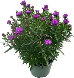 Intratuin Aster (Aster novi-belgii 'Henry Purple') D 17 H 40 cm aanbieding