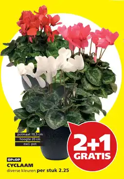 Tuinland CYCLAAM aanbieding