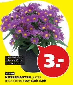Tuinland Kussenaster aster aanbieding