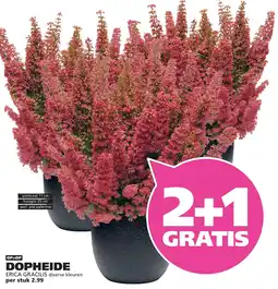 Ranzijn DOPHEIDE aanbieding