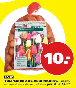 Tuinland Raltus tulpen in xxl-verpakking tulipa aanbieding