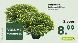 Pets Place Sierplanten Bolychrysant aanbieding