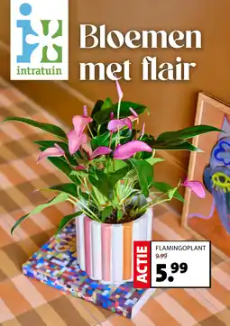 Intratuin Flamingoplant aanbieding