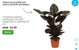 Intratuin Calathea (Calathea sanderiana 'Ornata') aanbieding