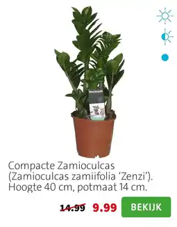 Intratuin Decoxum Compacte Zamioculcas aanbieding