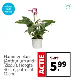 Intratuin Flamingopiant (Anthurium andr. 'Zizou') aanbieding
