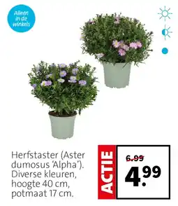 Intratuin Herfstaster (Aster dumosus 'Alpha') aanbieding