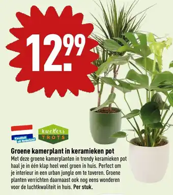 ALDI Groene kamerplant in keramieken pot aanbieding