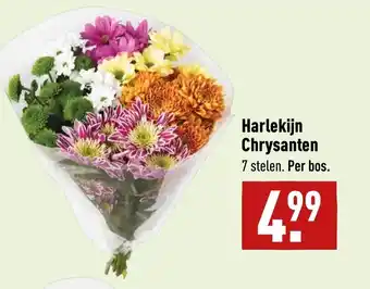 ALDI Harlekijn Chrysanten aanbieding