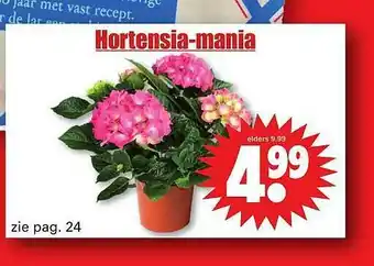 Dirk Hortensia-Mania aanbieding