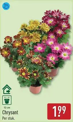 ALDI Chrysant aanbieding