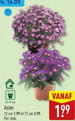 ALDI Aster aanbieding