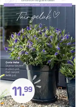 Coppelmans Grote Hebe aanbieding