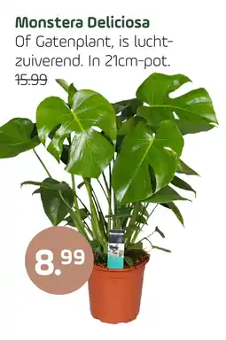 Coppelmans Monstera Delicioso aanbieding