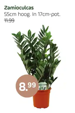 Coppelmans Zamioculcas aanbieding