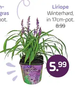 Coppelmans Liriope aanbieding