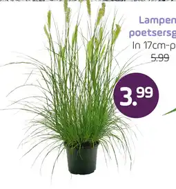 Coppelmans Lampenpoetsersgras aanbieding