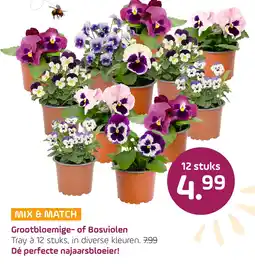 Coppelmans Grootbloemige- of Bosviolen aanbieding