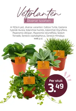 Coppelmans Vetplanten aanbieding