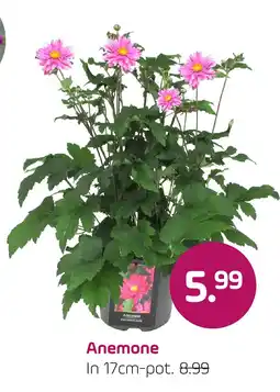 Coppelmans Anemone aanbieding