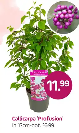 Coppelmans Botanic Friends Callicarpa 'Profusion' aanbieding