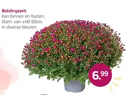 Coppelmans Bolchrysant aanbieding