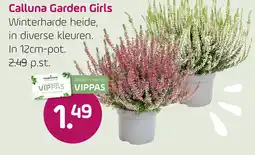 Coppelmans Calluna Garden Girls aanbieding