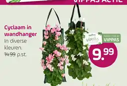 Coppelmans coppelmanns cyclaam in wandhanger aanbieding