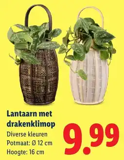 Lidl Lantaarn met drakenklimop aanbieding