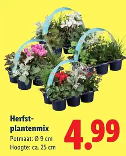 Lidl Herfst-plantenmix aanbieding