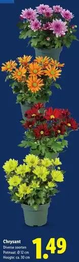 Lidl Chrysant aanbieding