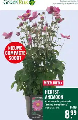 GroenRijk GroenRijk herfst-anemone aanbieding