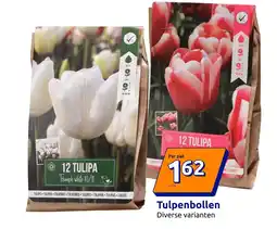 Action Tulpenbollen aanbieding