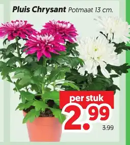 Dekamarkt Pluis Chrysant aanbieding
