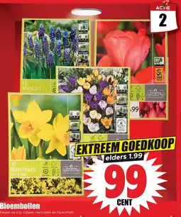 Dirk Bloembollen aanbieding