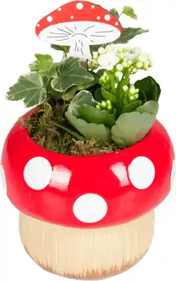 Dekamarkt Arrangement paddenstoel indoor aanbieding