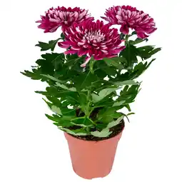 Dekamarkt DekaMarkt Chrysant pot pluis aanbieding