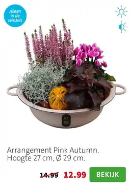 Intratuin Arrangement Pink Autumn aanbieding